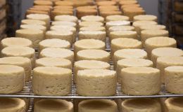 Cooperative Hemp: Käse und Milch aus Hanf