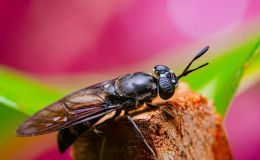 ReproFly – Nachzucht von Schwarzen Soldatenfliegen vollautomatisiert