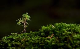 Direktsaat im Forst- Innovative Wiederaufforstung