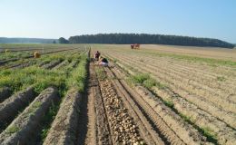 Einsatz von Komposten im ökologischen Kartoffelanbau
