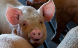 Lern-Netzwerk zur Reduzierung des Antibiotikaeinsatzes in der Schweineproduktion
