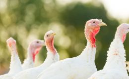 Konzept zur Verbesserung der Tiergesundheit und Optimierung des Stallklimas in niedersächsischen Putenmastställen (PuMaZu)