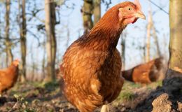 Haltung von Geflügel in Mobilställen in Öko-Obstanlagen