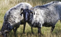 Smart Grazing: Unkrautbekämpfung durch Schafe