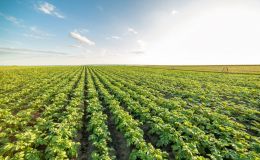 Anwendung mykorrhizierter Bodenhilfsstoffe im Feldanbau von Soja, Körnermais und Kartoffeln