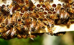 Maja: Smarte Ameisensäure-Dosierung gegen Varroamilben