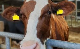 PlaWaKiRi: Plasmawasser gegen Klaueninfektionen beim Rind