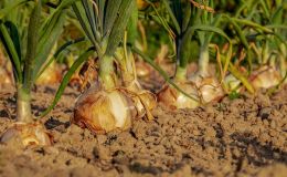 ERNTE – alternative Strategien der Beikrautbekämpfung im Zwiebelanbau