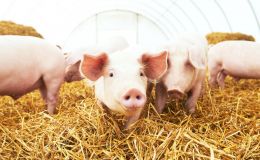 Einsatz von Sensortechnik zur Verbesserung der Tiergesundheit und Wettbewerbsfähigkeit &#40;SmartPigProduction&#41;