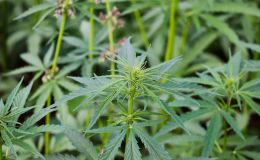 Hempilot – Wissen zum Hanfanbau sammeln und teilen