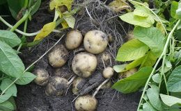 KAstab – Biostimulanzien für eine gute Kartoffelernte