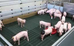 Alte Rasse neue Zukunft (OldBreedNewHouse)