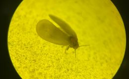 LichtFalle: Praxis – ein vollautomatisiertes Insektenmonitoring für nachhaltigen Pflanzenschutz