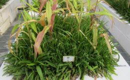Anwendung von Mykorrhiza zur Erhöhung der Ertragsstabilität mit Bodenkartierungstechnologien