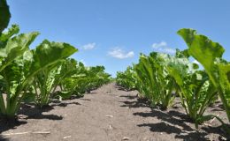 Abschlussbericht: Nachhaltige Prozesskette für Zuckerrüben als Energie- oder Rohstofflieferant – NaPro