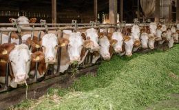 Schnelltest für effektiven Antibiotikaeinsatz gegen Mastitis