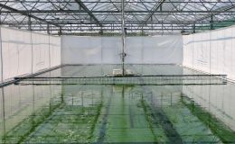 Spirulina in Norddeutschland